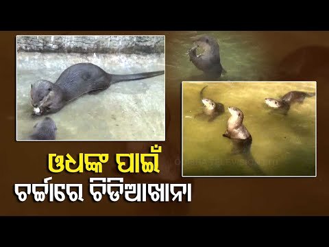 Surat Zoo Breeds Otters