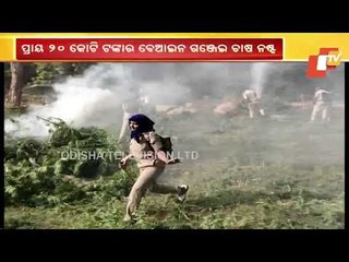 Ganja Cultivation Worth Rs 20 Crore Destroyed In Gajapati