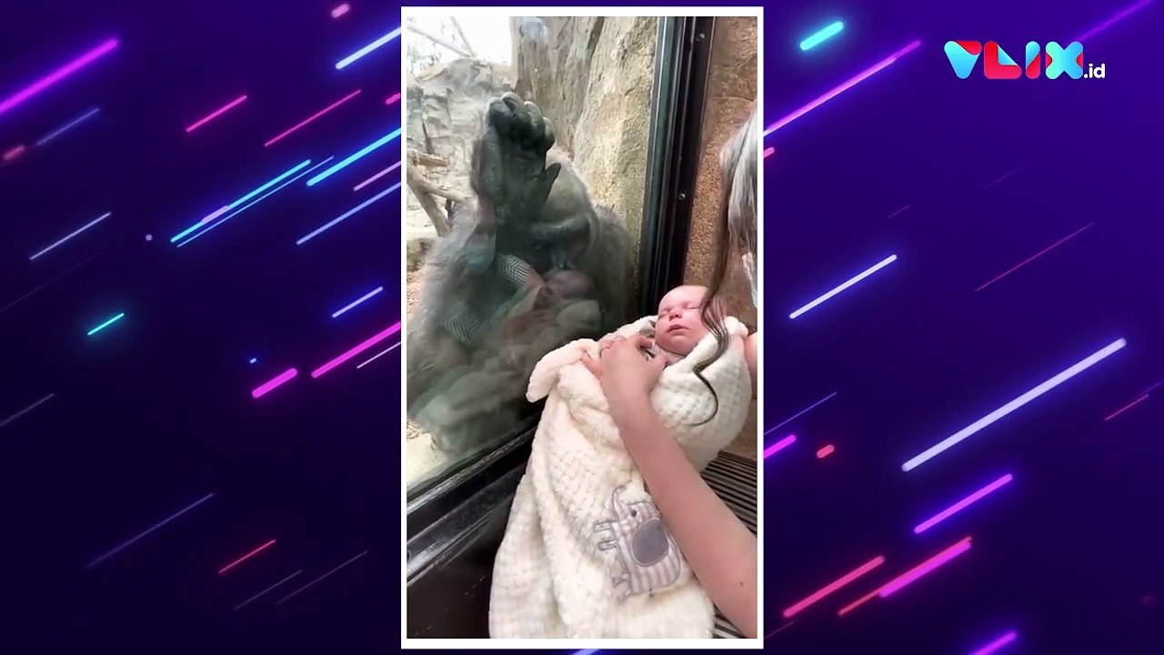 Gorila Ini Menatap Penuh Kasih Saat Seorang Ibu Gendong Bayi