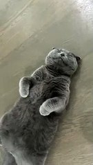 Relaxed Kitty Lays Back for a Pat