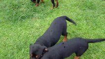 Chó Rottweiler 4  Puppy dog playing funny