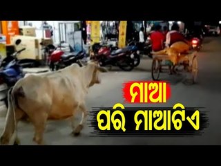 News Fuse | Unconditional Love Between Mother Cow & Injured Calf