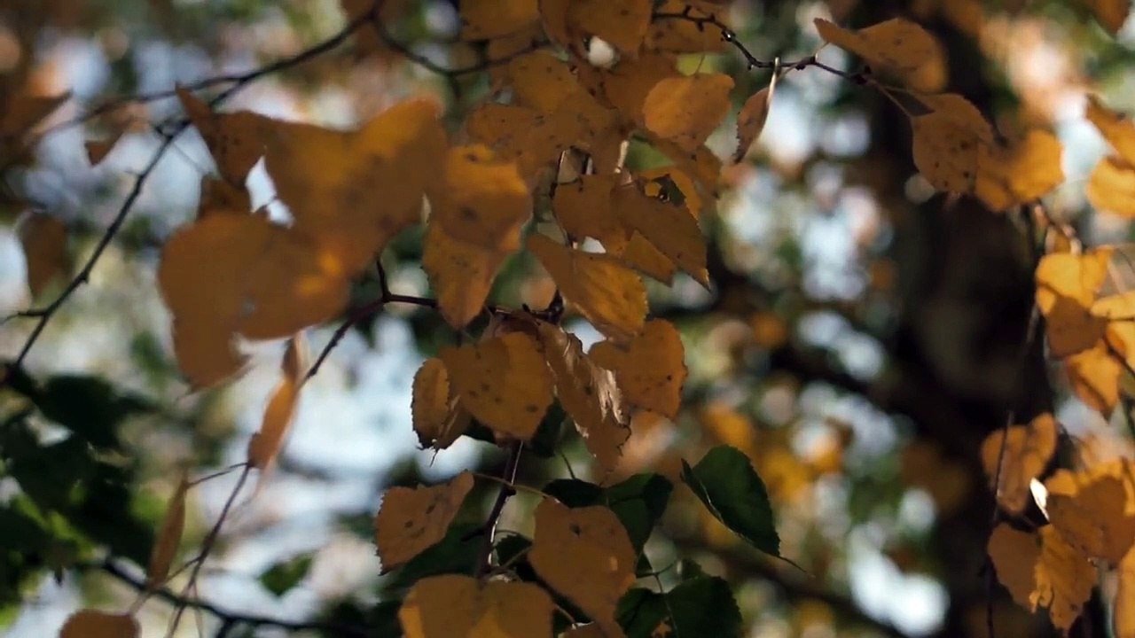 Peaceful music| healing music|  soothing music| sleep music| peaceful sleeping music| soothing music for relaxing| soothing music for sleep| sunrise music| motivational music| ambient music | ambient music for studying| music  by Rest In Peace