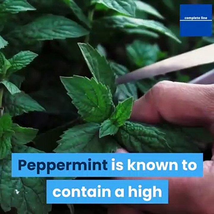 this-is-how-can-peppermint-oil-be-good-for-joints