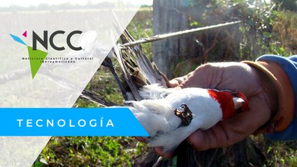 Tribunal de la Unión Europea aboga por prohibir la caza de aves con pegamento