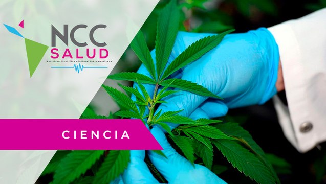Costa Rica busca la legalización de la marihuana para uso medicinal