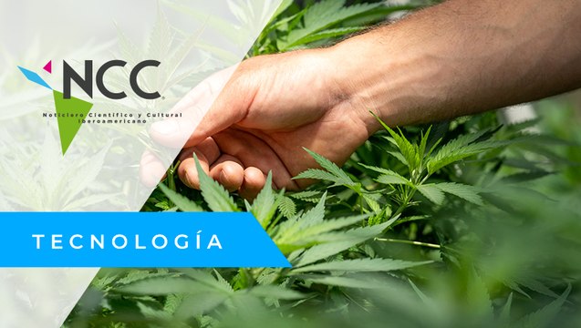 Colectivos mexicanos piden que la ley proteja a los productores de cannabis