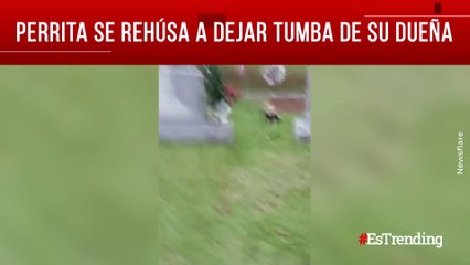 Amor perruno: esta mascota no quiere dejar abandonar a su dueña en el cementerio