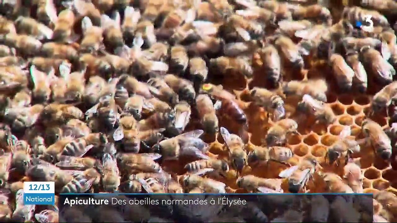 Apiculture : deux ruches d'abeilles normandes installées dans les jardins de l’Élysée