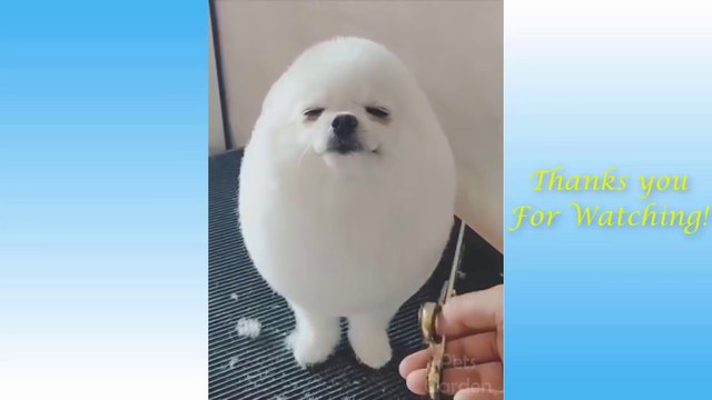 Cute Pets And Funny Animals Compilation - 22 - Pets Garden ( 1080 X 1920 )