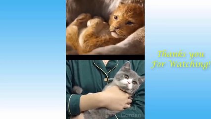 Cute Pets And Funny Animals Compilation - 21- Pets Garden ( 720 X 1280 )