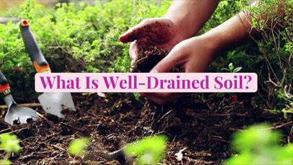What Is Well-Drained Soil and How to Boost Drainage to Help Your Plants Thrive