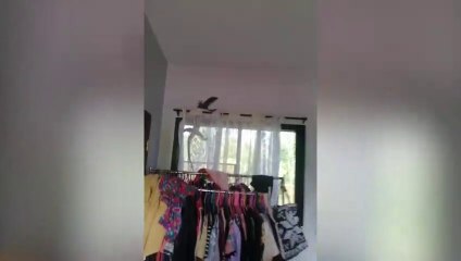 Viral Videos Of The Month January 2021