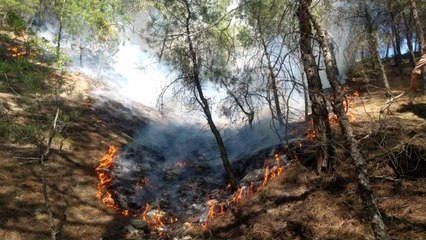 Uşak'ta faciadan dönüldü, 1 hektar alan kül oldu
