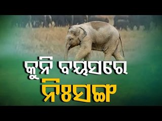 Shunned By Mother 9-Month-Old Elephant Calf Forced To Leads Secluded Life