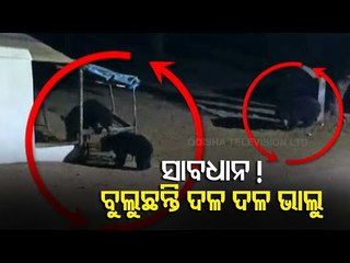Six Bears Stray Into Village In Koraput