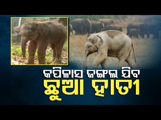 Shunned By Herd, Baby Elephant To Be Shifted To Kapilash Forest In Dhenkanal