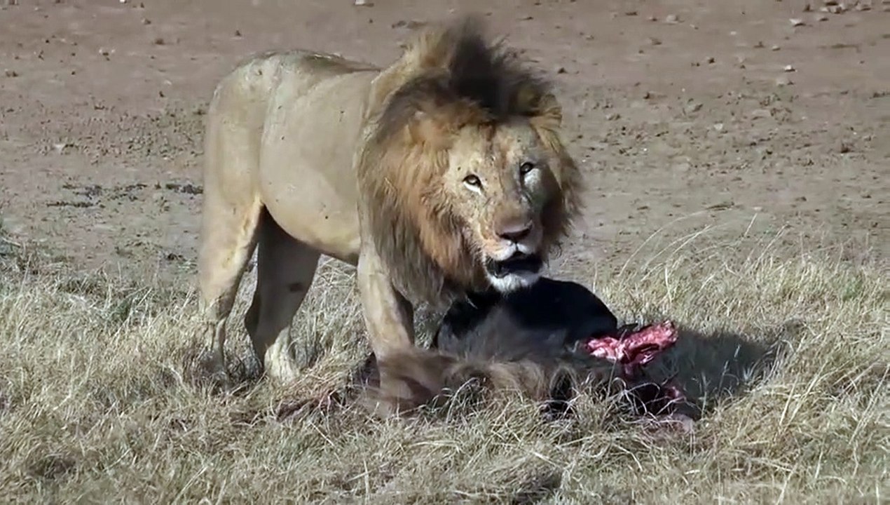 The male lion teaches the disobedient lion cub and directly bites the cub and maimed it.