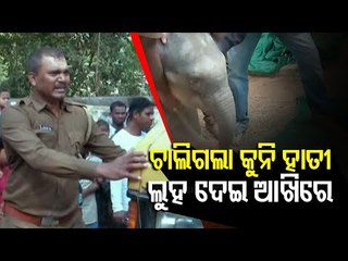 Shunned By Own, But Loved By Human - Baby Elephant Of Ganjam