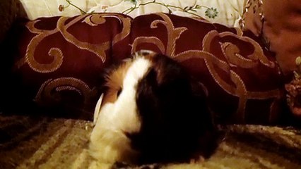 CAVIA PORCELLUS TURMERIC 102_4732