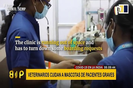 India: veterinarios cuidan a mascotas de pacientes graves