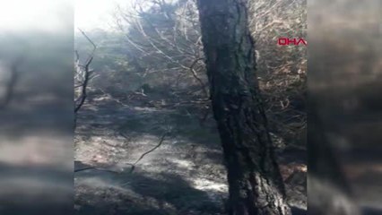 MUĞLA BODRUM'DA ORMANLIK ALANDA YANGIN