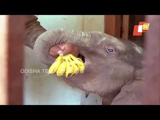 Rescued Baby Elephant From Berhampur Identified As Female