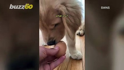 Egging-On! Adorable Puppy Refuses To Give Egg Back to Owner During ‘Egg Challenge’