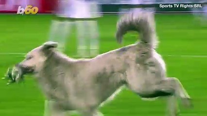 Soccer Game Gets Put on Hold After Cute Dog Steals the Show
