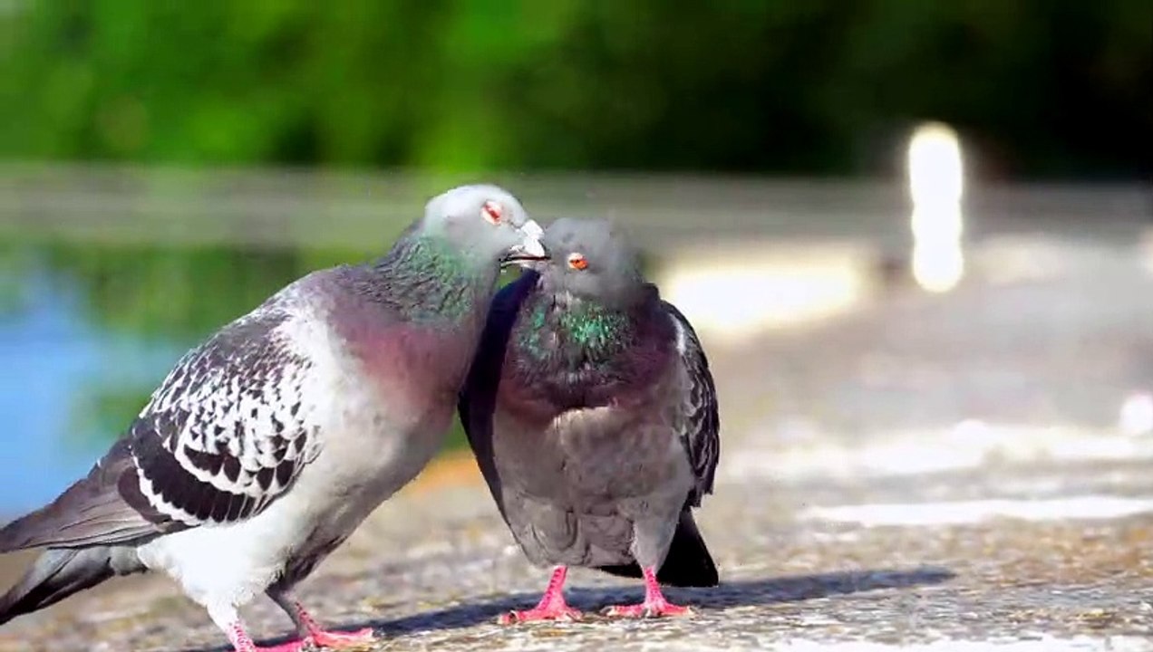 Pigeons showing affection for each other