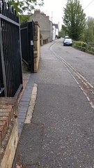 Momma Duck Meanders Across Road