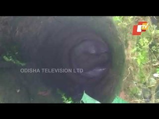 Wild Elephant Rescued From Well In Kozhikode