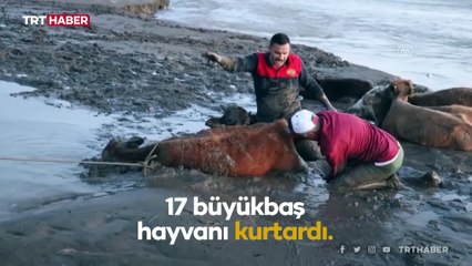 Nehir kenarında çamura saplanan 17 büyükbaş hayvan kurtarıldı