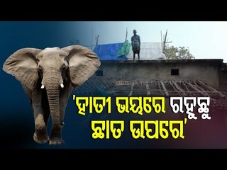 Wild Elephants Continue To Wreak Havoc In Sonepur