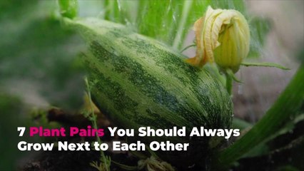 7 Plant Pairs You Should Always Grow Next to Each Other