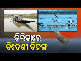 Annual Bird Census Continues In Chilika