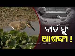 400 Blood Sample Of Birds From Chilika Sent For Bird Flu Test