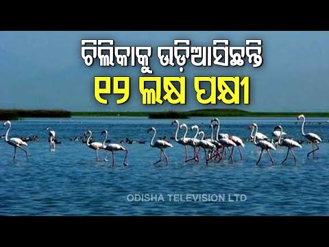 Chilika Lake Logs Its Highest Ever Count With Over 12 Lakh Lakh Migratory Birds