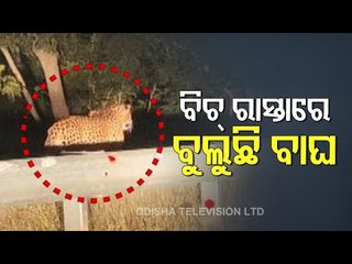 Leopard Spotted On Roadside In Ampani Ghati In Kalahandi