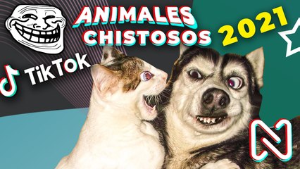  Este Video te Hará REÍR [99,8% GARANTIZADO]  Mejores Animales Graciosos del Momento tik tok