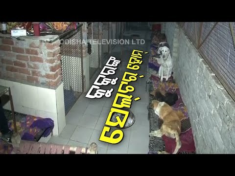 Shelter Homes For Dogs To Prevent Them From Cold In Noida