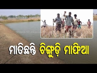 Watch | Chemicals Used In Prawn Ghery Destroy Paddy Fields In Odisha's Bhadrak