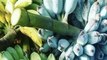 BLUE BANANAS! People from all over the world are traveling to Arizona for a tree - APPETITE AZ