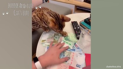 Bad Cats Club Funny Cats Video