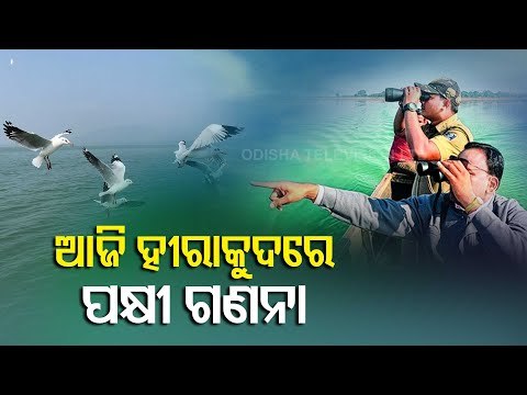Annual Bird Census Begins In Hirakud