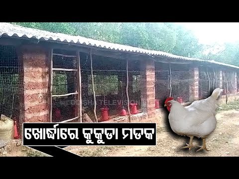 Bird Flu Scare | Poultry Deaths Reported From Farm In Khordha