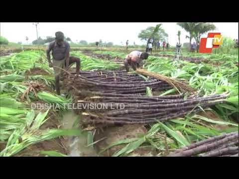 Sugarcane Farmers Start Harvesting Ahead Of Pongal In TN
