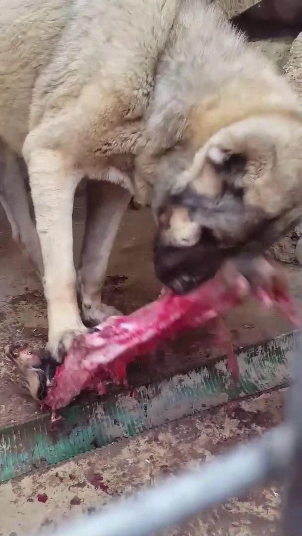⁣KANGAL KOPEGiNE ZiYAFET VAR - KANGAL SHEPHERD DOG EATiNG MEAT