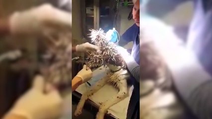 Kirpi, köpeği tanınmaz hale getirdi