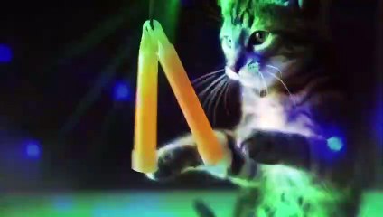 DJ Kitty - Disco cats